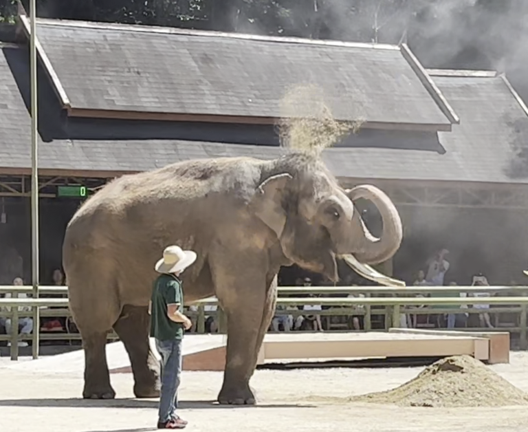 西双版纳州林草局:将展演活动提升为亚洲象自然行为展示