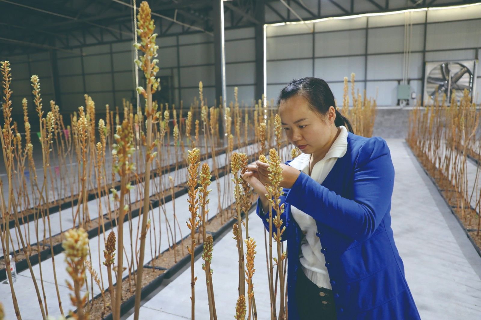 人工种植天麻花图片图片