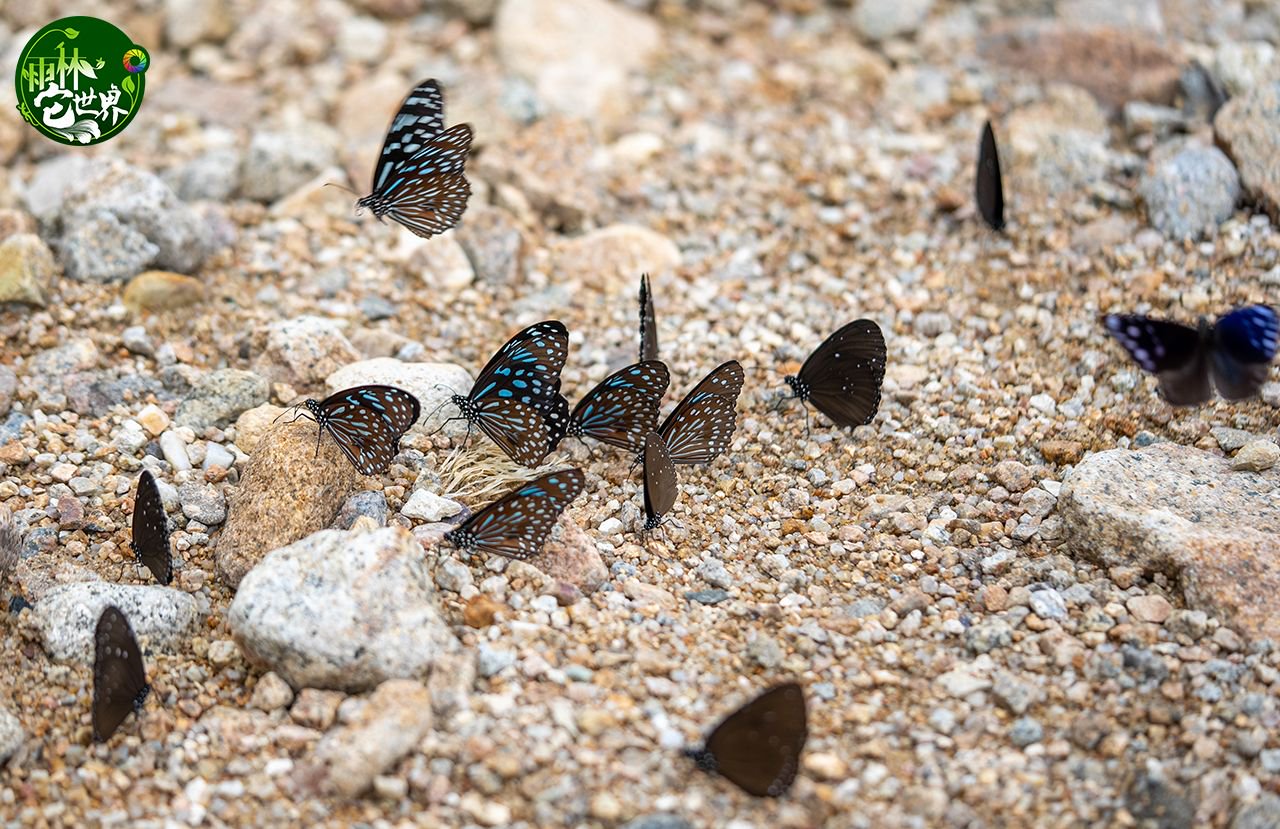 7月11日,在昌江霸王岭热带雨林的一处河道中,蝴蝶成群吸取养分.