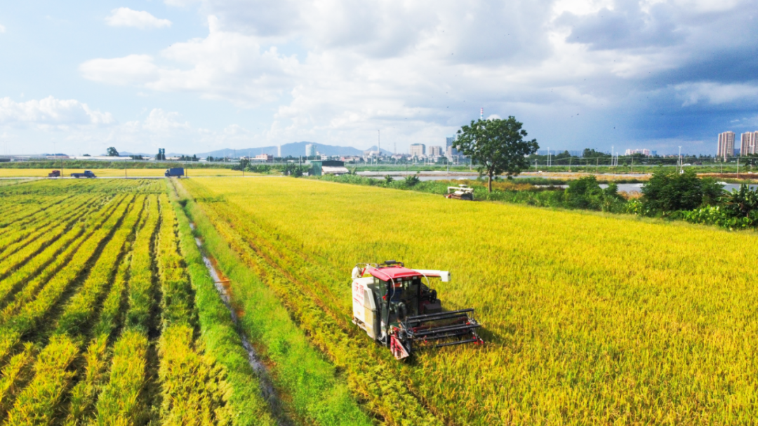 我市夏粮收割进度已达99.44%.