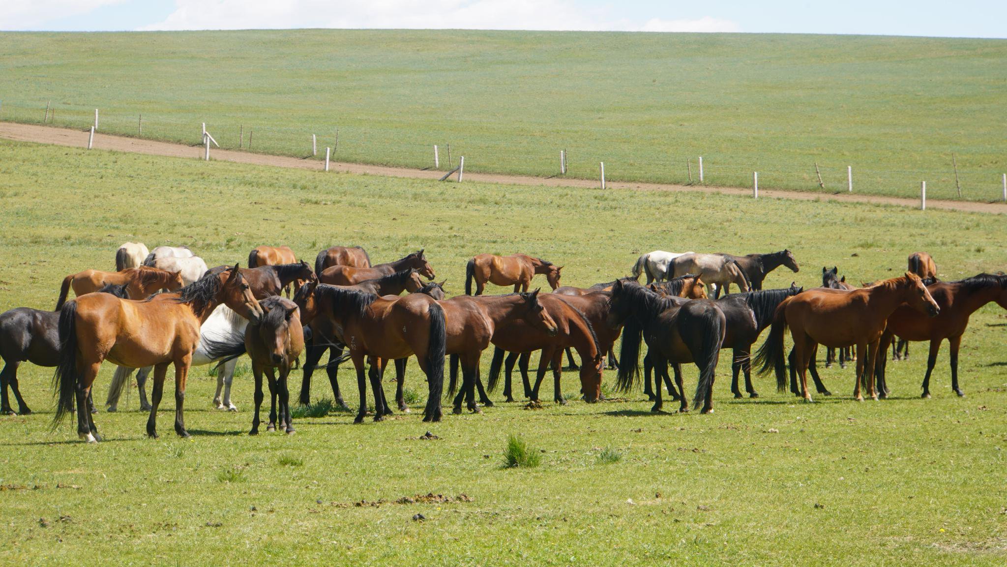 【甘快看】万马奔腾 山丹军马场美景正当时