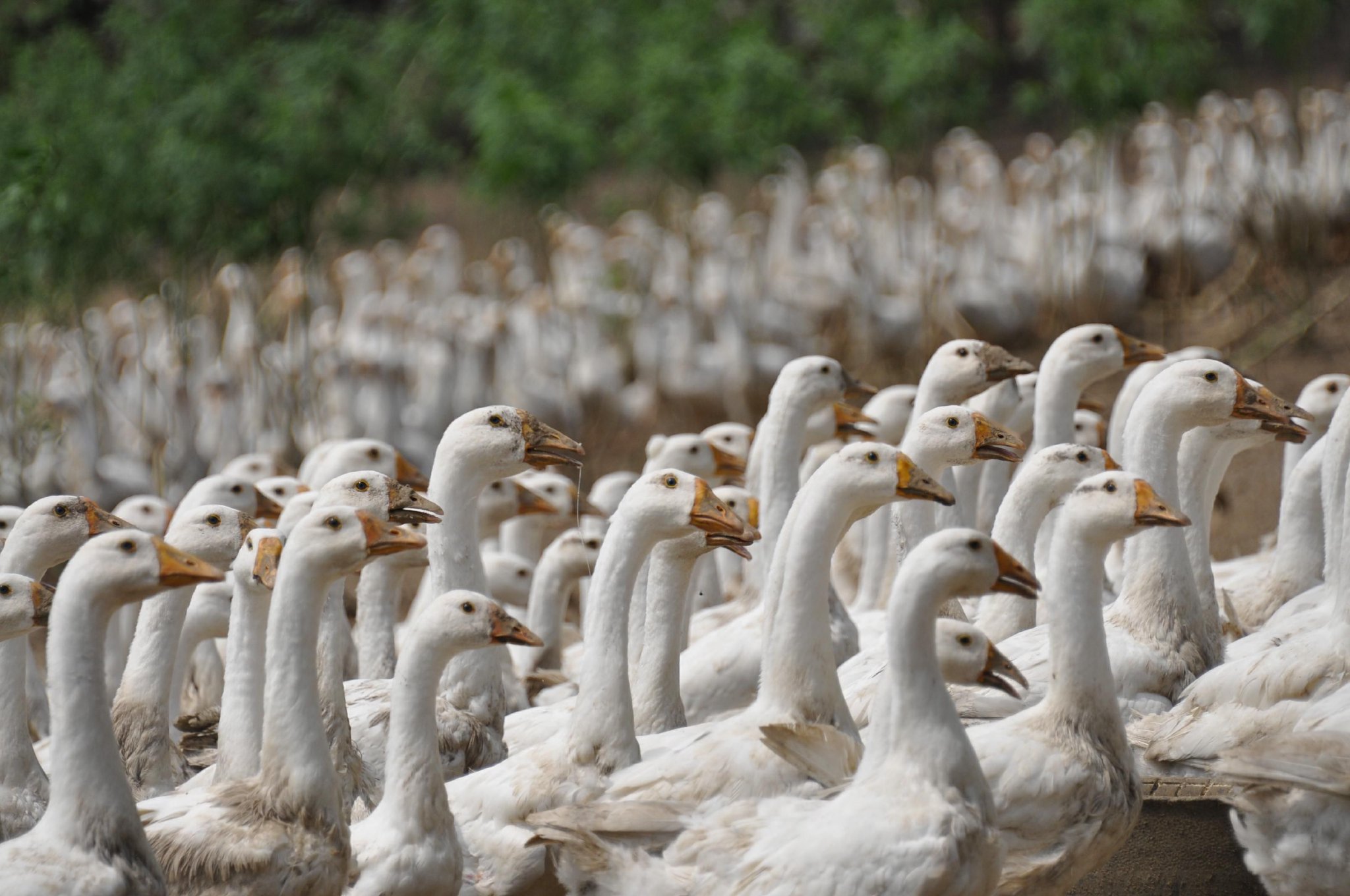 林口大鹅养足120天