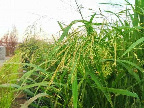 这看似无人问津的"野草籽",不仅难得一见,还大有来头——在唐代以前