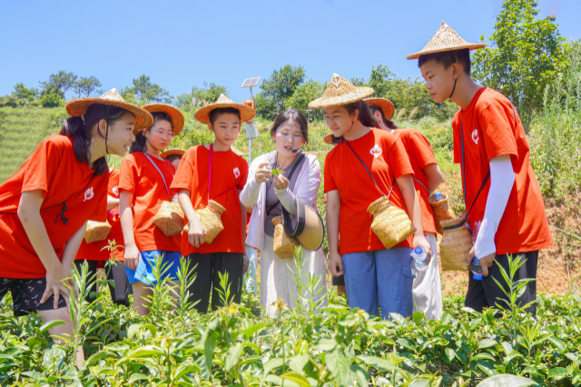 7月8日,学生在福建省泉州市某茶园里学习采茶知识.通讯员 杨斌 摄