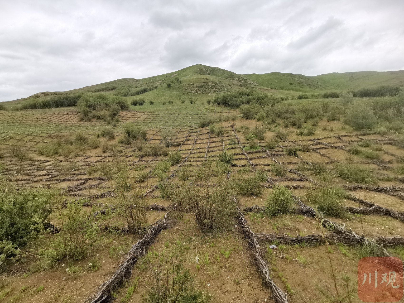 若尔盖县治理各类沙化土地.杜杰 摄