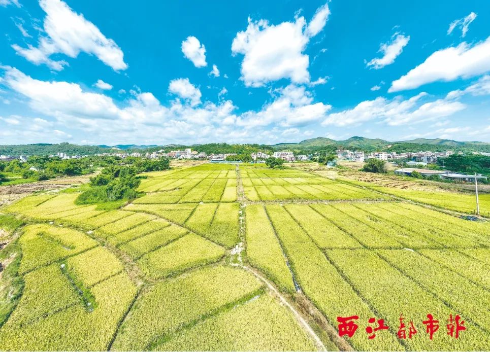 田园"丰"景如画,农民驾驶收割机收割早稻,大地田园一派丰收的繁忙景象