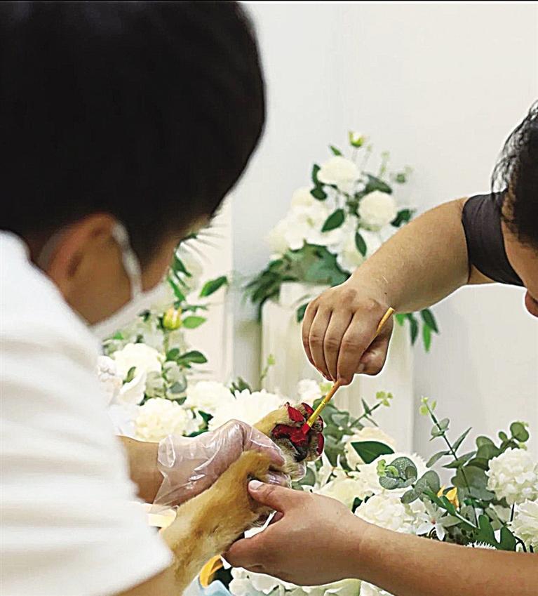 狗狗排行榜_凤凰资讯_资讯_凤凰网(2)