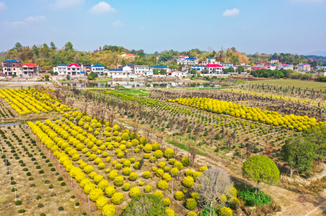 韶山市韶山乡产业兴,村民富,美丽乡村入画图.(资料图)