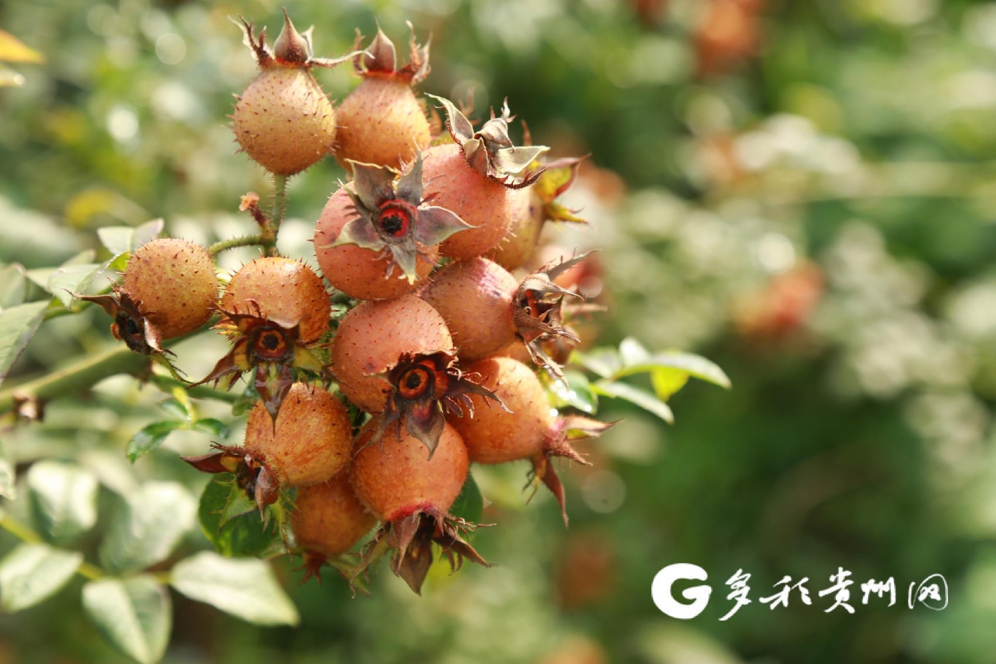 【开局行贵州】来之能安 安之能顺——瀑乡招商二三事|安顺市_新浪财