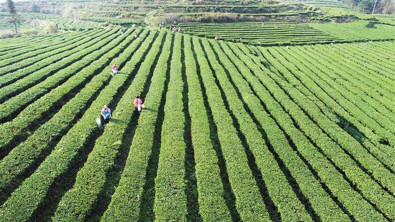 金沙县长坝镇店民村茶叶种植基地. (毕节市乡村振兴局供图)