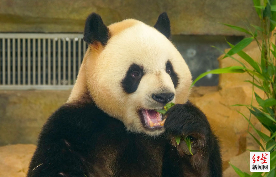 大运会吉祥物"蓉宝"是以熊猫基地真实的大熊猫"芝麻"为原型创作.