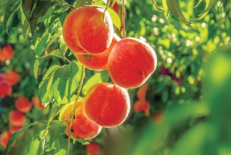 桃醉平谷桃正甜