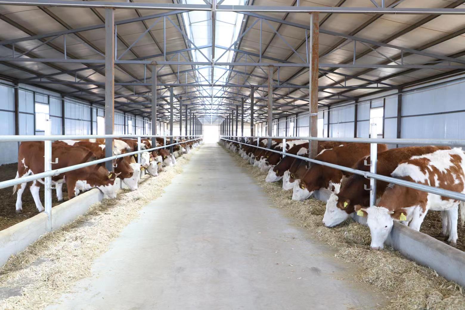 扎赉特旗巴达尔胡镇乌都岱嘎查肉牛集中繁育育肥基地,标准化牛舍,干