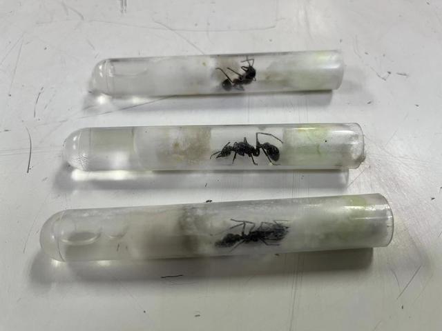 存在可疑风险,经过开拆检查,发现三只活体蚂蚁,经鉴定为黑梨牛头犬蚁