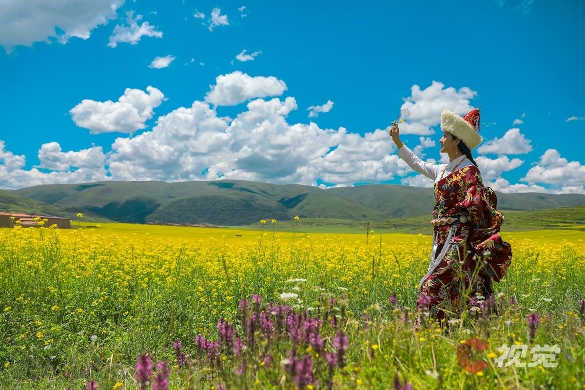 c视觉·航拍四川|七月,阿坝县开启高原油菜花季|高原_新浪财经_新浪网