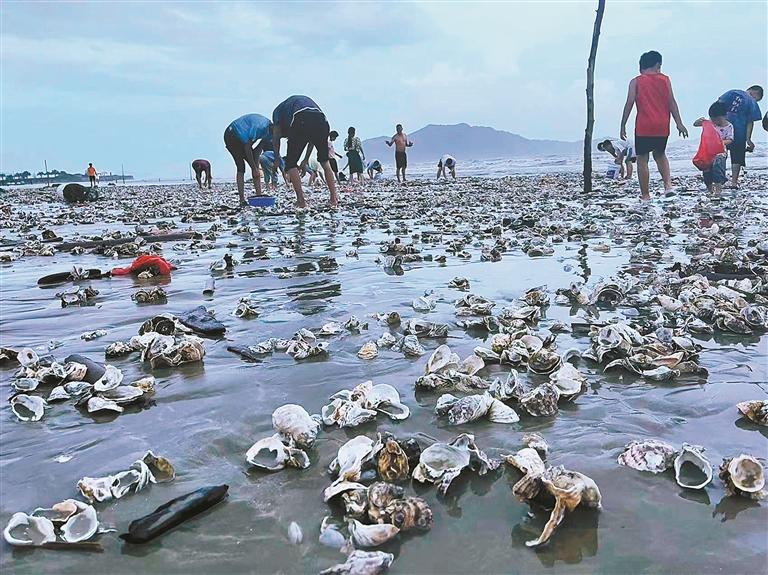 台风过境后送来"海鲜滩"|台风_新浪财经_新浪网