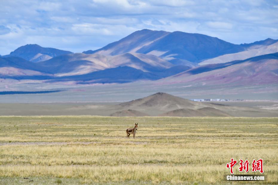 西藏:藏北草原美如画|阿里地区_新浪财经_新浪网