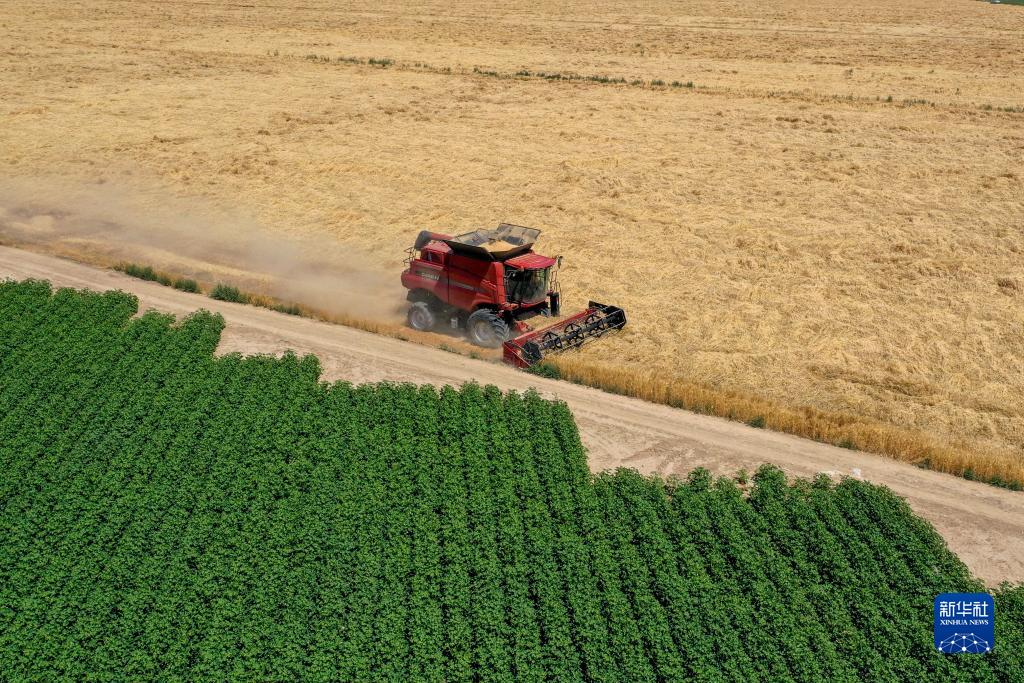 在新疆呼图壁县五工台镇小泉村,农机手驾驶联合收割机收割小麦(7月15