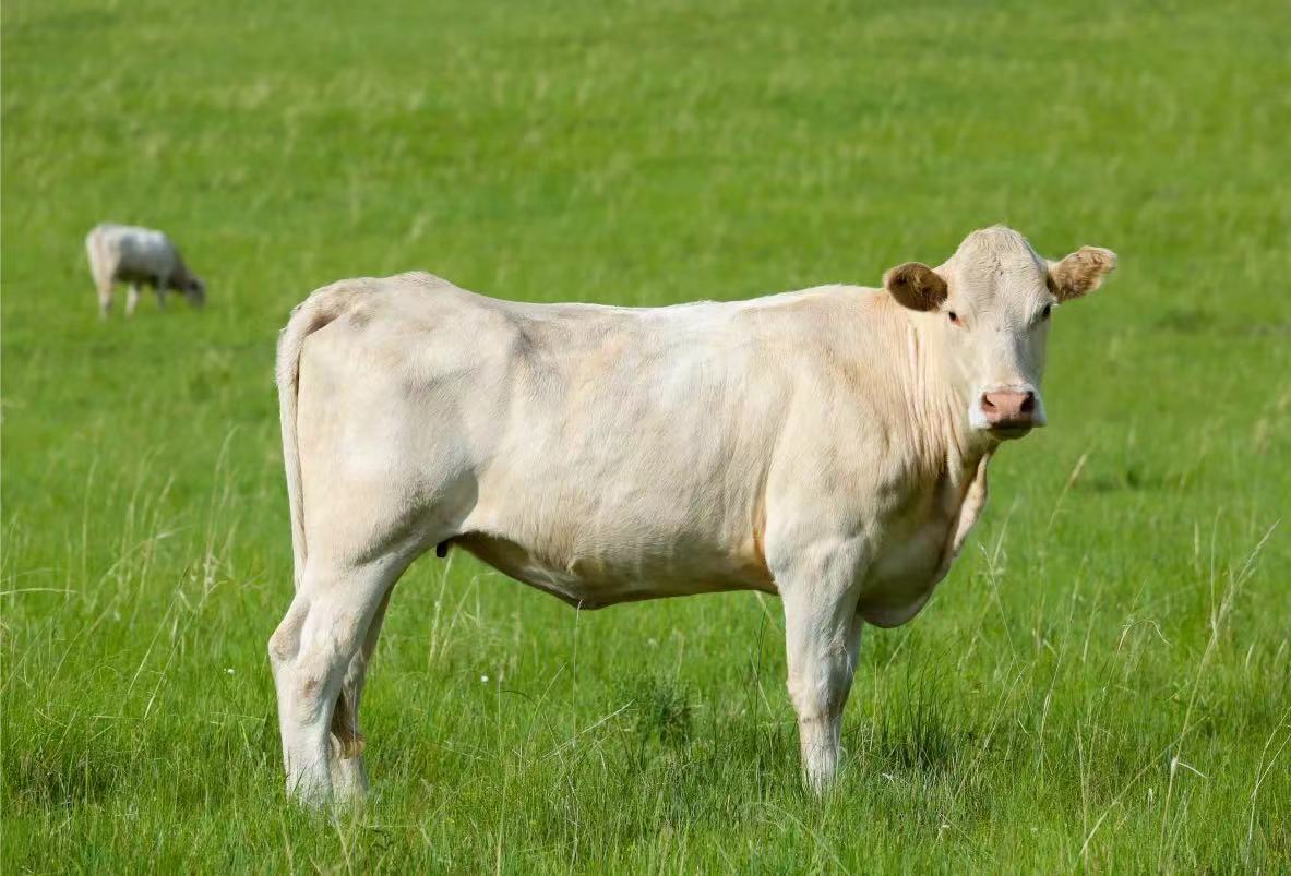 乌珠穆沁白牛(资料图片)