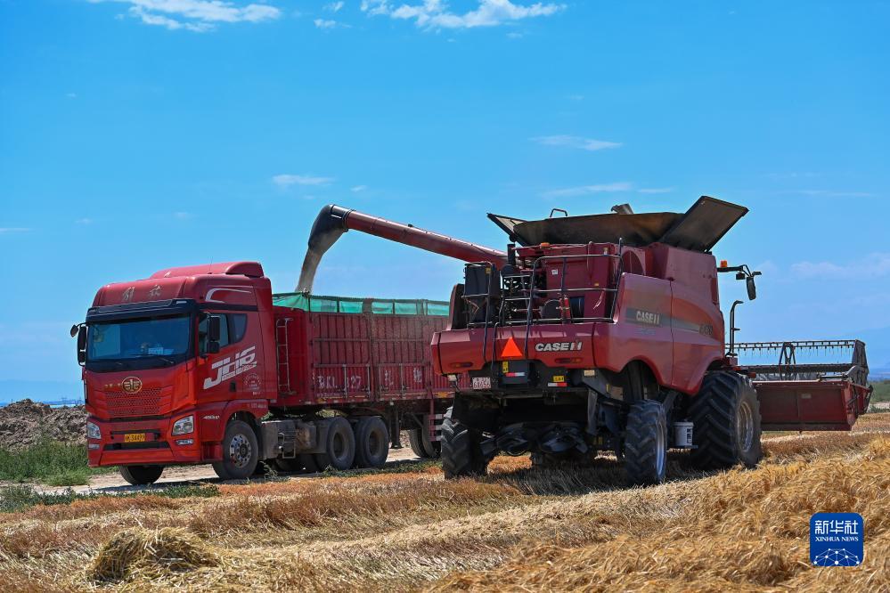 在新疆呼图壁县五工台镇小泉村,农机手操作联合收割机将小麦装车(7月