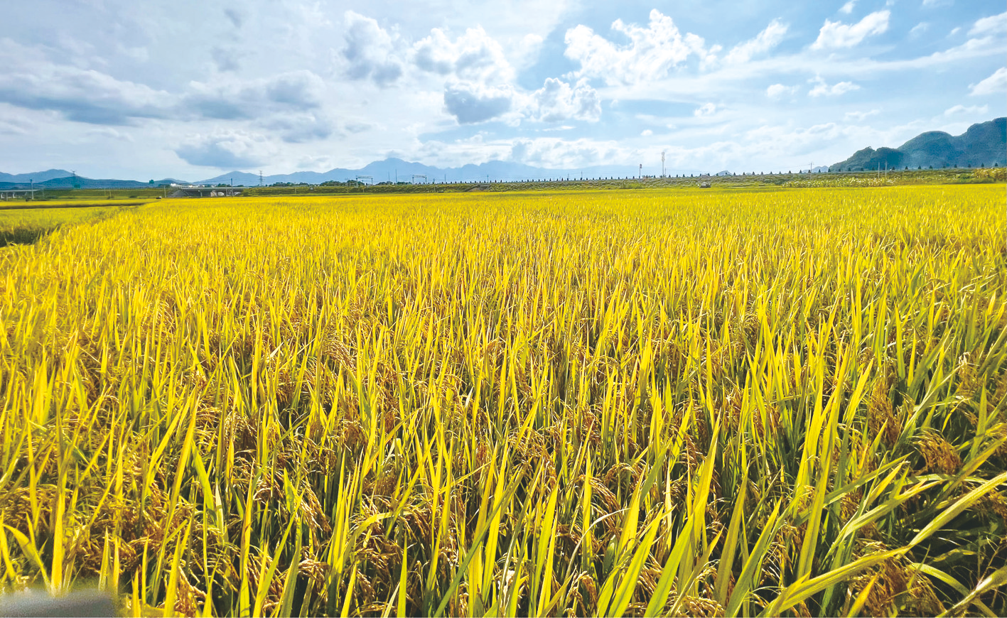 &nbsp;&nbsp;&nbsp;&nbsp;南宁市上林县澄泰乡早稻成熟遍地金黄,一派