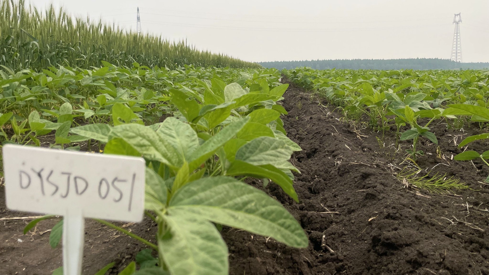 大豆育种实验田