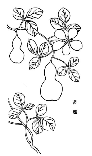 瓠子,又名甘瓠,甜瓠,瓠瓜,原产印度和非洲,7000年前在我国即有栽培,且