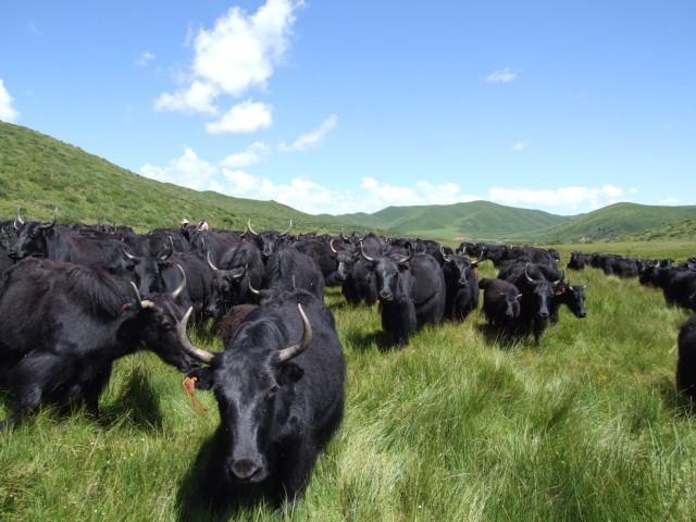 牦牛在草原上吃草.红原县委宣传部供图