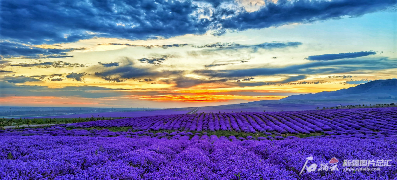 7月10日,伊宁县天山花海景区,晚霞与薰衣草形成唯美画面.