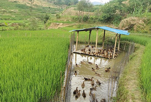 农户在梯田搭建的稻田鸭棚