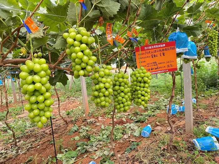 某四川西昌阳光玫瑰葡萄种植基地