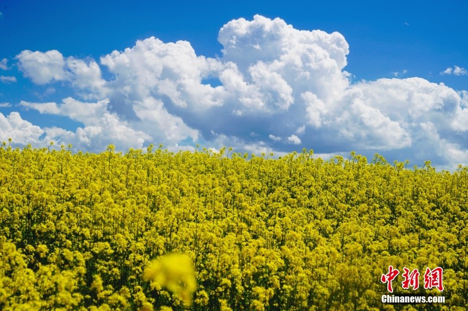 油菜花在蓝天白云的映衬下格外美丽.钱姣姣摄