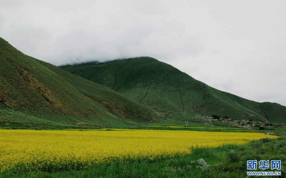 图为西藏拉萨市墨竹工卡县内的油菜花海(7月16日摄).新华网发姚明璐摄