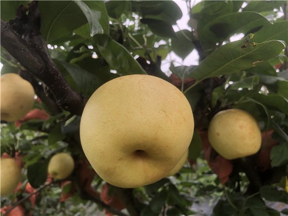 欢迎采购 南岸迎龙镇正国果园雪域藏梨清甜上市|王正国_新浪财经_新浪