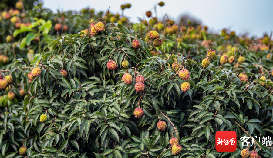 海口永兴镇羊山腹地的荔枝王荔枝即将上市.记者 刘孙谋 摄