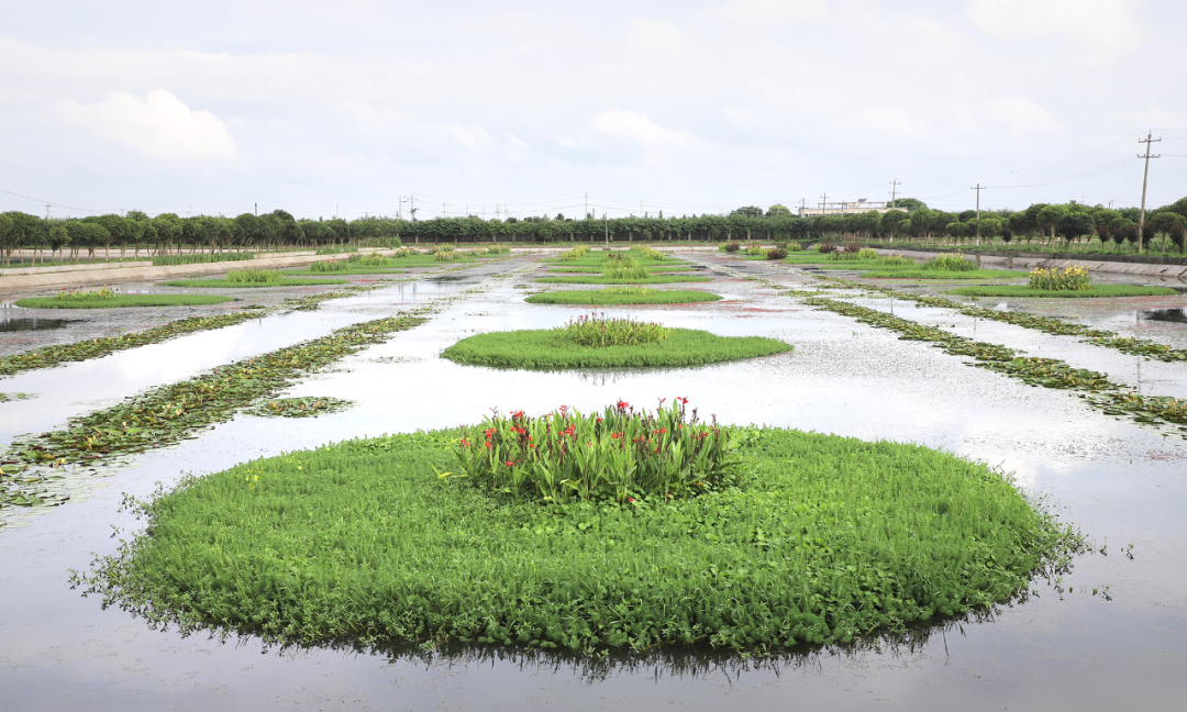 大通湖精养鱼塘转型为水草种植基地.益阳市自然资源和规划局供图