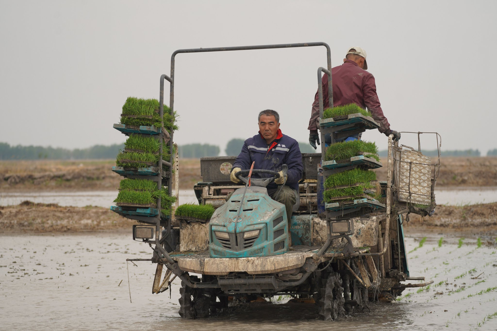 前郭尔罗斯蒙古族自治县红星牧场上农民在插秧. 新华社记者姜明明 摄