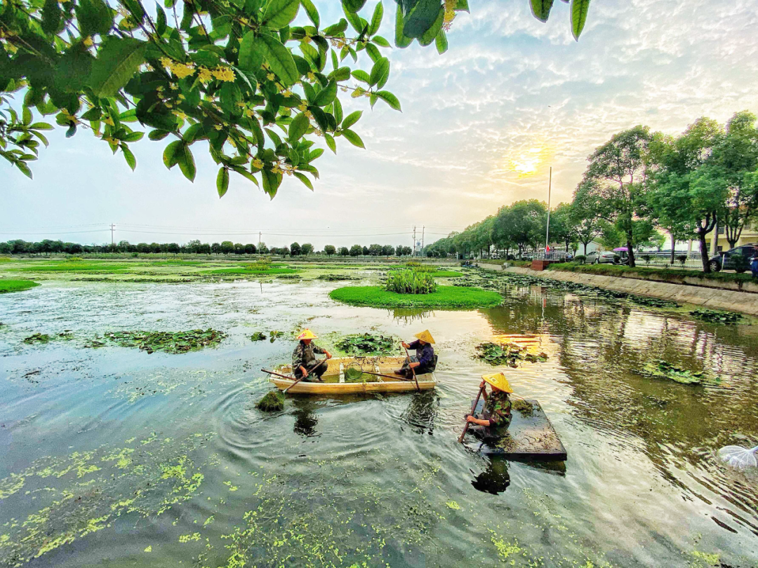 大通湖精养鱼塘转型为水草种植基地.益阳市自然资源和规划局供图