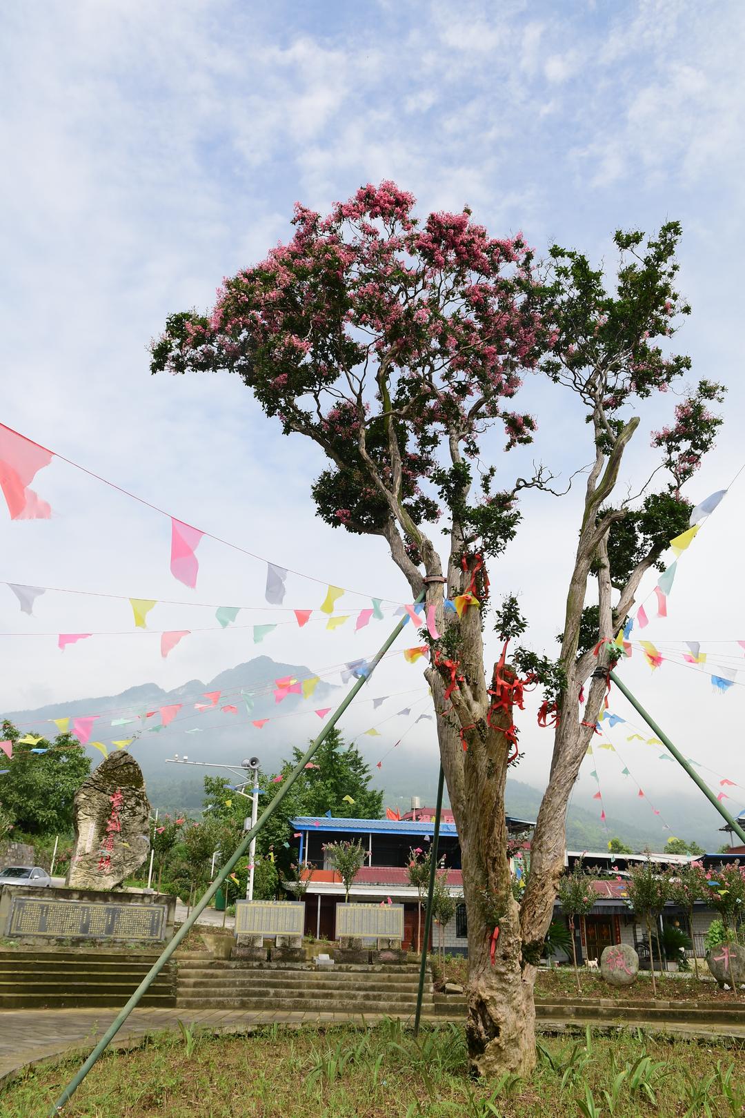 四川绵竹900多岁紫薇树开花系一级古树价值百万10年前曾被盗警方破案