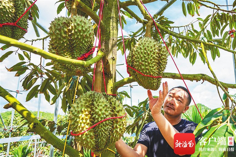6月13日,三亚市育才生态区榴莲种植基地,技术人员管护榴莲.