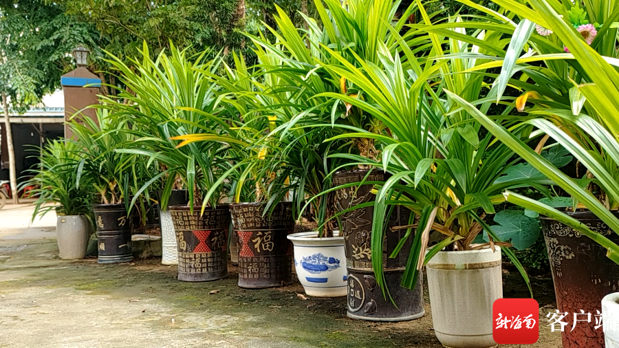 将斑兰叶种在盆里 万宁桥北村民探索斑兰应用"新