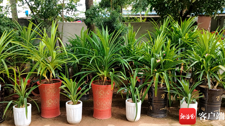 将斑兰叶种在盆里 万宁桥北村民探索斑兰应用"新