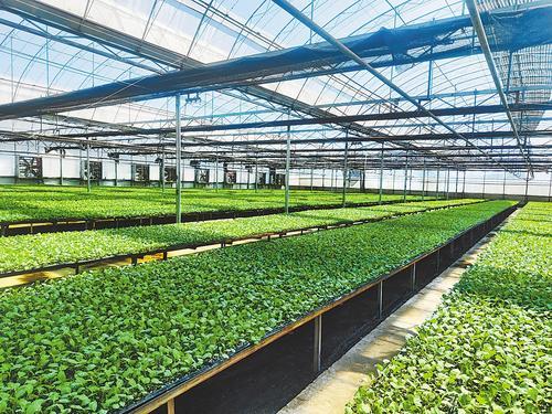 图为大棚育苗现场.韩立飞摄