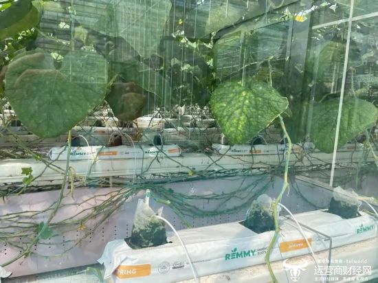 图片在崇明基地的植物工厂，黄瓜的藤蔓一层层堆叠着。摄｜极客公园