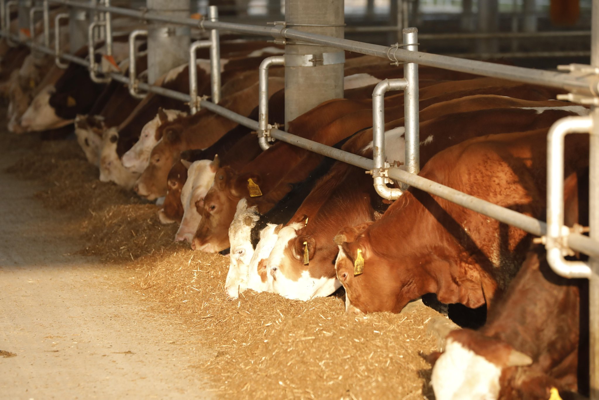 回盛生物(300871)：武汉回盛生物科技股份有限公司2025年度内部控制评价报告易游娱乐城- YY易游体育官方网站- 易游体育APP