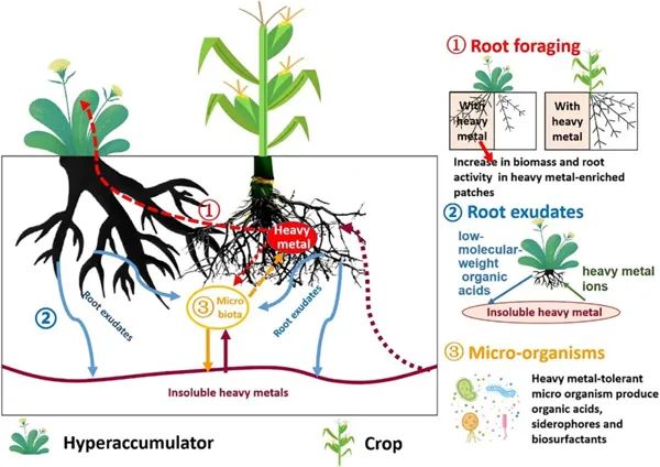 图1&nbsp;间套作体系下超富集植物和作物的交互作用