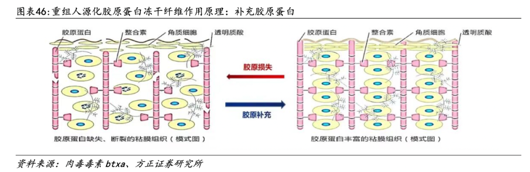 医用生物敷料栓是什么深度 ｜ 锦波生物：重组胶原针剂先发者，商业化加速在即_https://www.jmylbn.com_新闻资讯_第36张