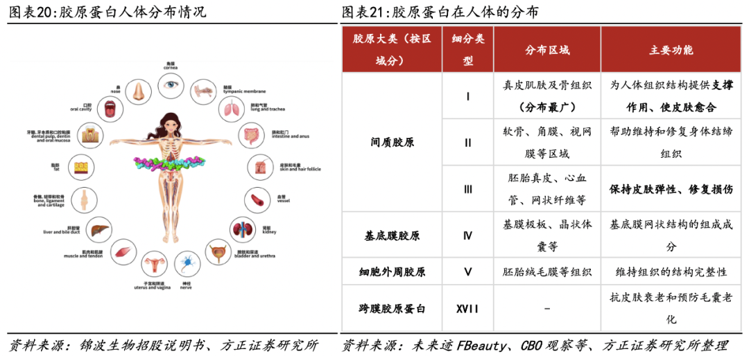 医用生物敷料栓是什么深度 ｜ 锦波生物：重组胶原针剂先发者，商业化加速在即_https://www.jmylbn.com_新闻资讯_第16张