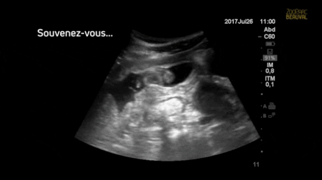 B超图显下的“圆梦”。来源：博瓦勒野生动物园官网