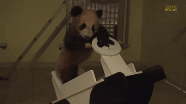 “圆梦”在玩摇摇车。来源：博瓦勒野生动物园官网